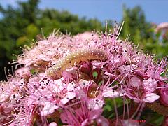  シモツケマルハバチ幼虫