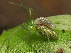  クモに寄生する蜂