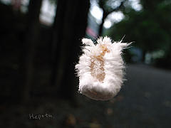  地上に降りるセミヤドリガの幼虫