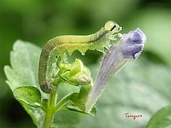  花を食べるハバチの幼虫