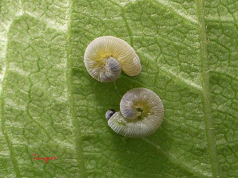 図6 幼虫?・10mm?  ・5M
