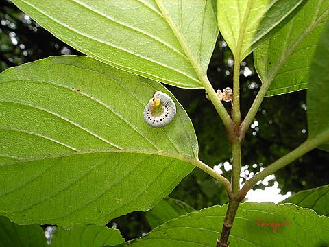 図2 食樹  ・6M
