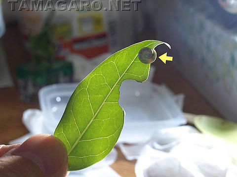 図2 食樹  ・5B