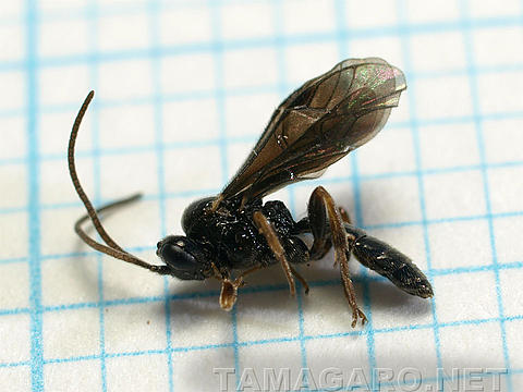 図13 寄生蜂？・体長4mm  ・6E