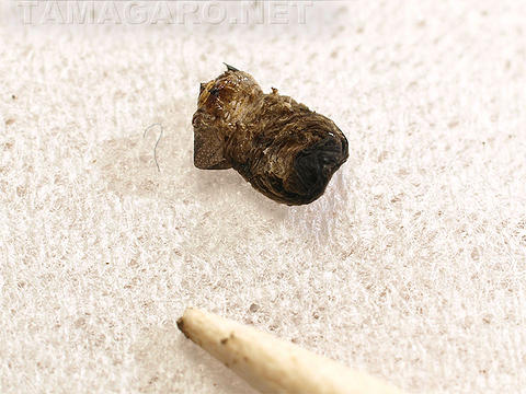 図16 抜け殻？・2x3mm  ・8B