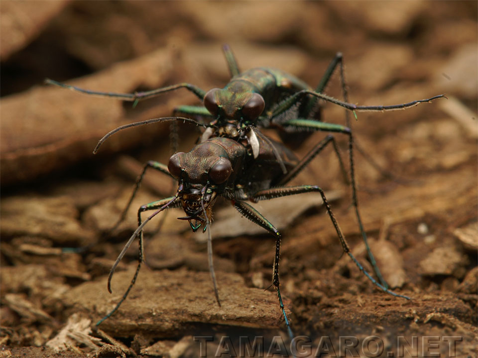  トウキョウヒメハンミョウの交尾