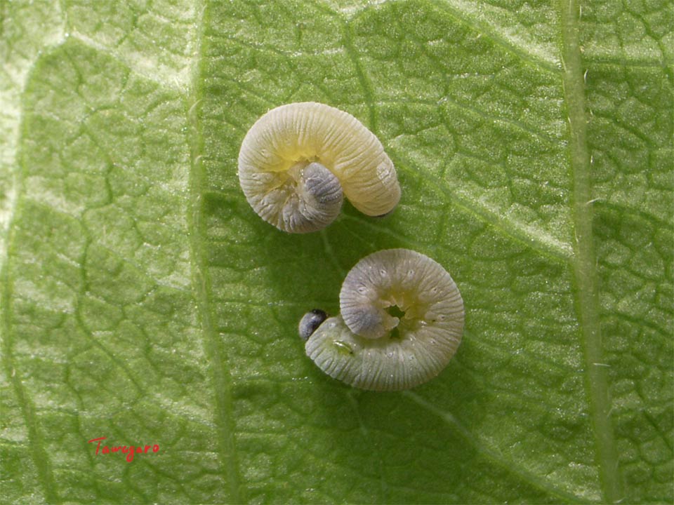 図6 幼虫?・10mm?  ・5M
