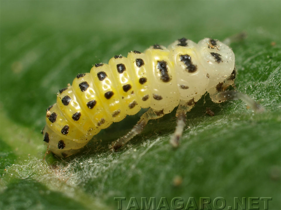  キイロテントウの幼虫