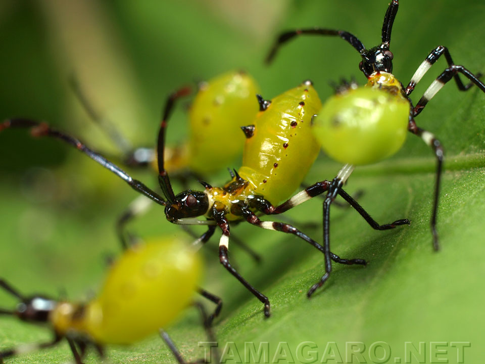  キバラヘリカメムシ幼虫