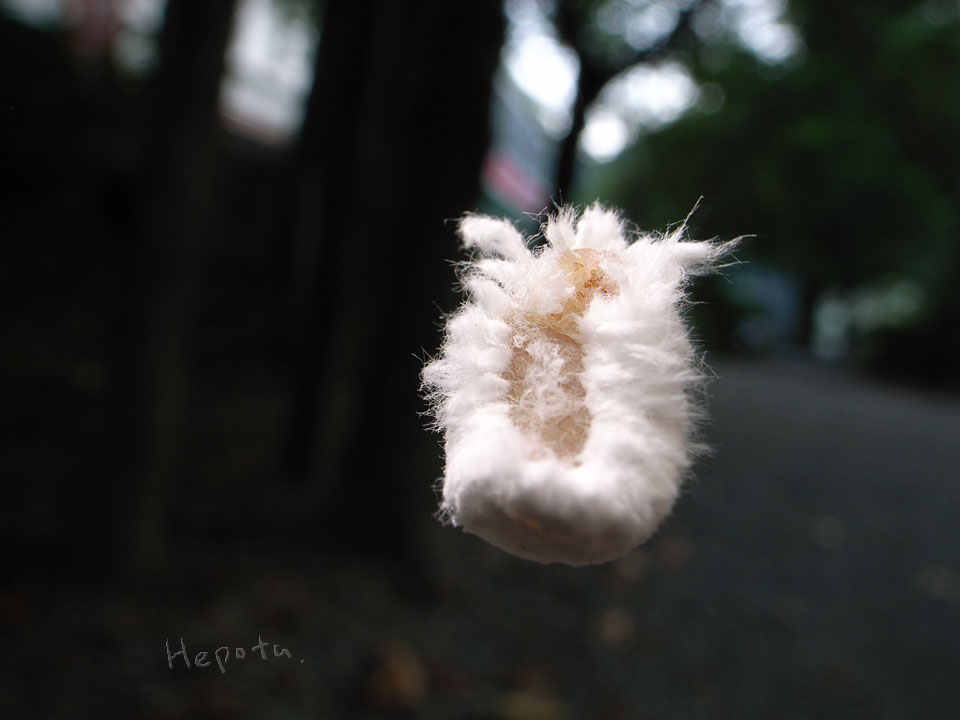  地上に降りるセミヤドリガの幼虫
