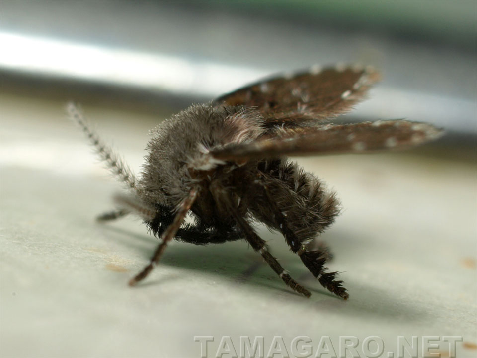  チョウバエの一種