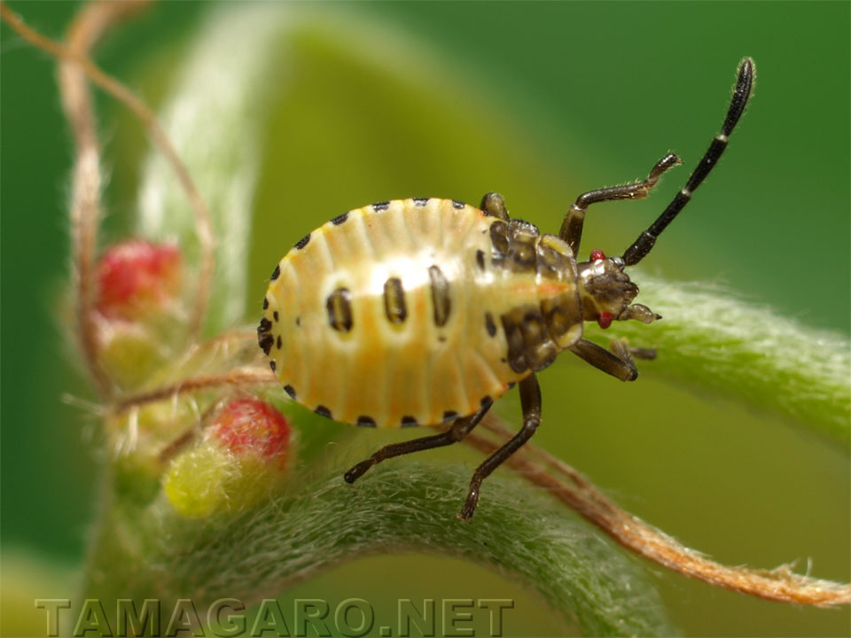  クヌギカメムシの幼虫