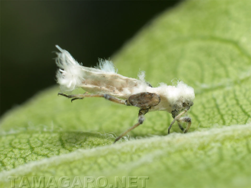  ヒトツバタゴにいたアブラムシ？