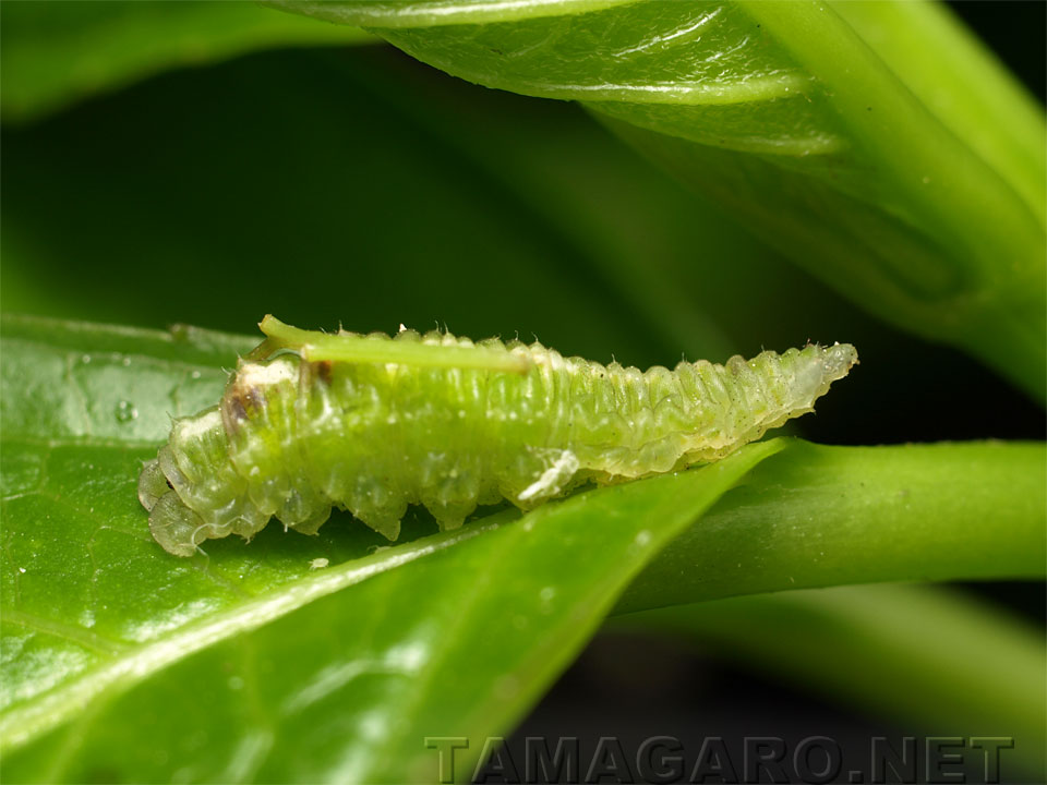  ハナアブの幼虫