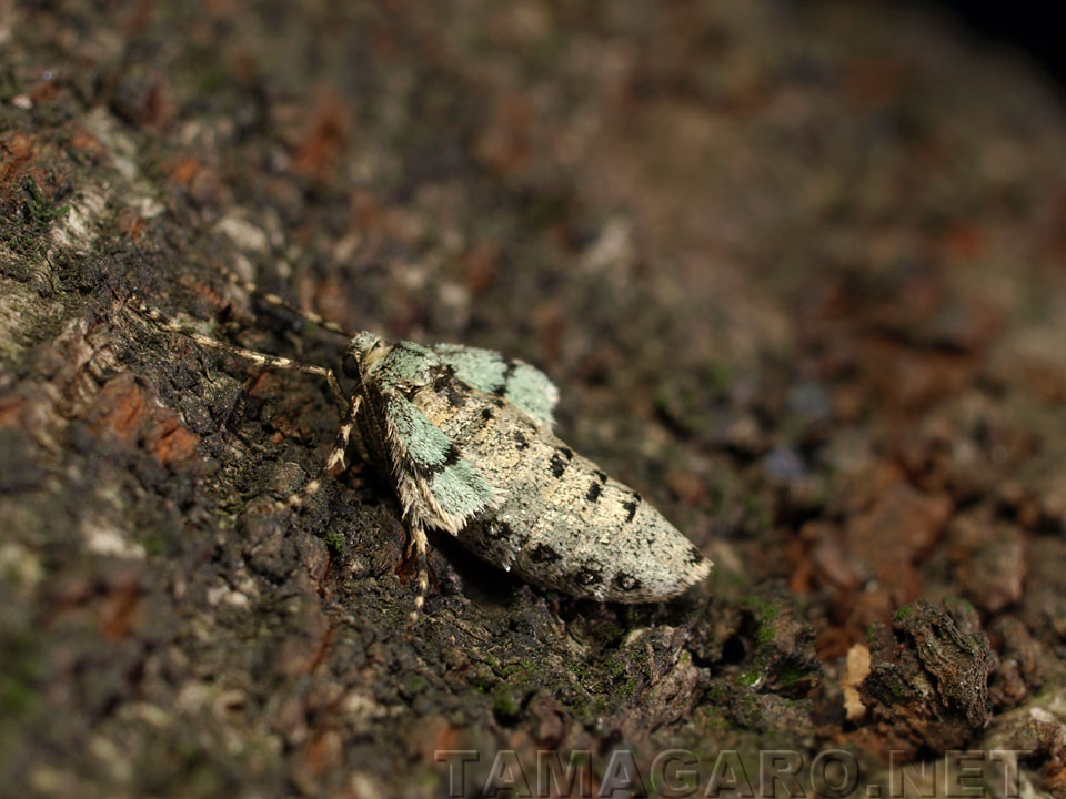  イチモジフユナミシャク♀