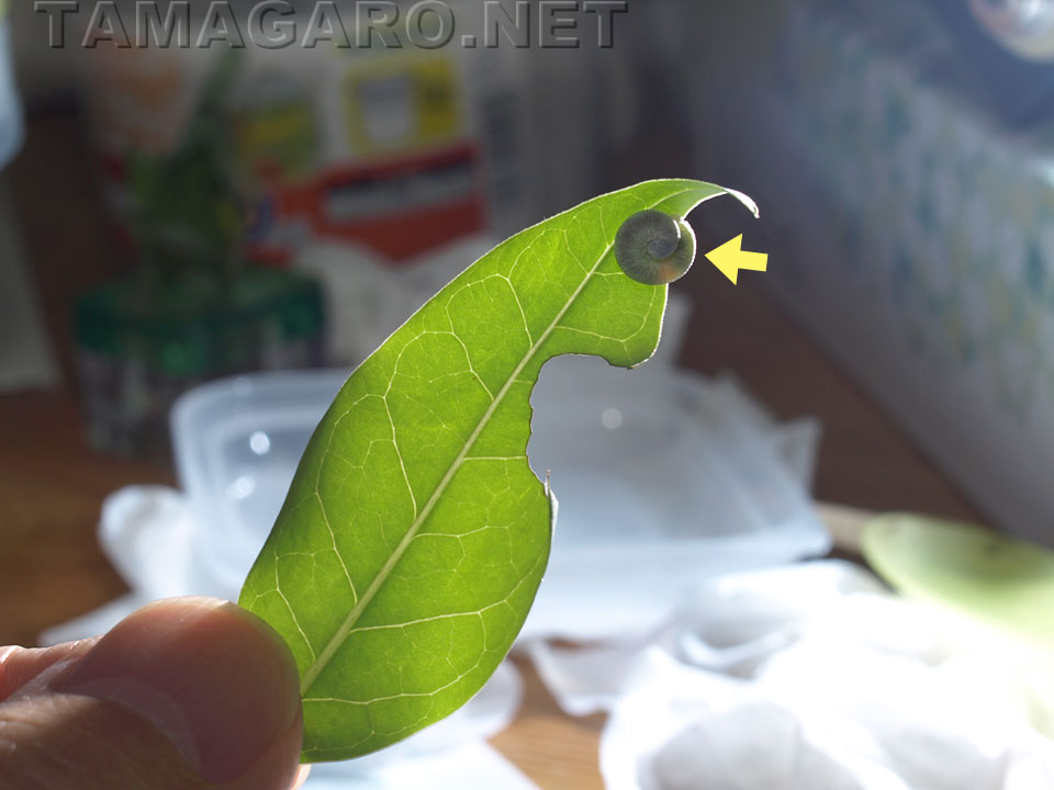 図2 食樹  ・5B
