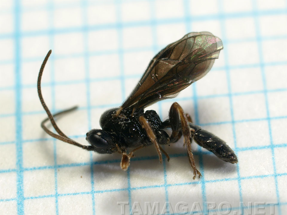 図13 寄生蜂？・体長4mm  ・6E