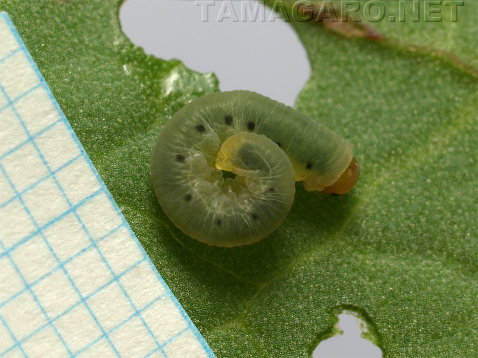 図4 中齢幼虫・10mmほど  ・7E