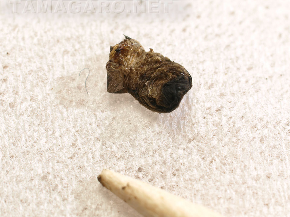 図16 抜け殻？・2x3mm  ・8B