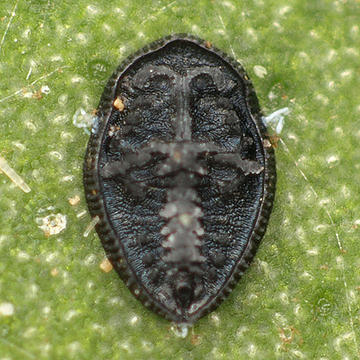Aleuroclava aucubae アオキコナジラミ