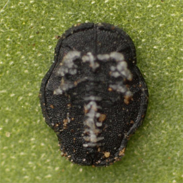 Aleuroclava hikosanensis イヌツゲクビレコナジラミ