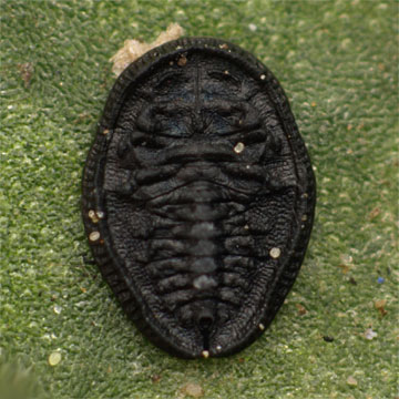 Aleuroclava euryae ヒサカキコナジラミ