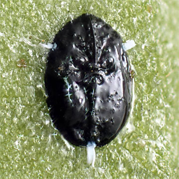 Aleurotrachelus camelliae ツバキコナジラミ