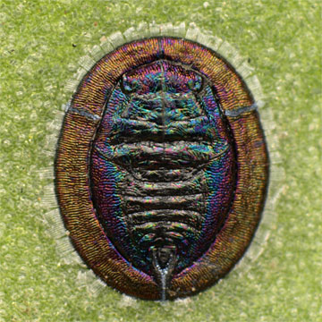Aleurolobus taonabae ブドウコナジラミ