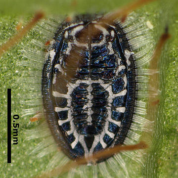Aleurolobus rhododendri ツツジクロコナジラミ