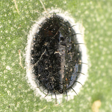 Aleurocanthus camelliae チャトゲコナジラミ
