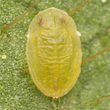 Pealius azaleae ツツジコナジラミ