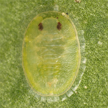 Parabemisia myricae ヤマモモコナジラミ