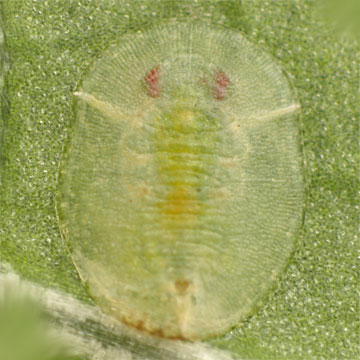 Dialeurodes citri ミカンコナジラミ