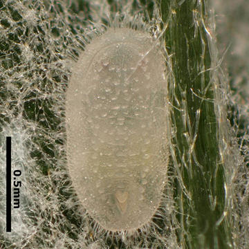 Bemisia artemisiae
