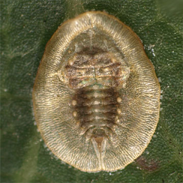 Bemisia yanagicola ヤナギコナジラミ