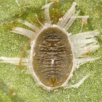 Pealius rhododendri ツツジコナジラミモドキ