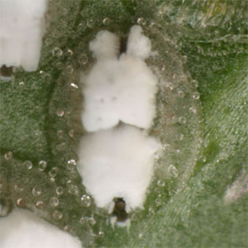 Siphoninus phillyreae ザクロシロトゲコナジラミ