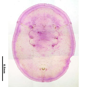 Dialeurodes citri ミカンコナジラミ