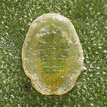 Aleuroclava similis イヌツゲシロコナジラミ