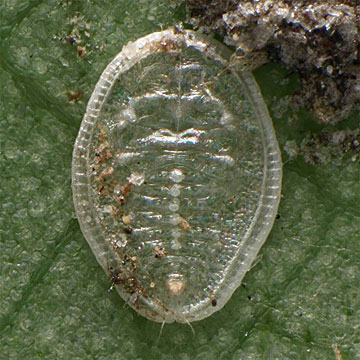 Aleuroclava magnoliae ホオノキコナジラミ