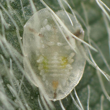 Bemisia sp. (クズ)