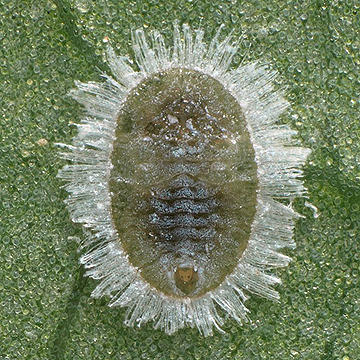 Pealius akebiae アケビコナジラミ