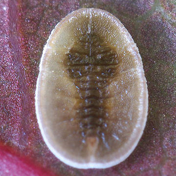 Parabemisia maculata マダラカエデコナジラミ