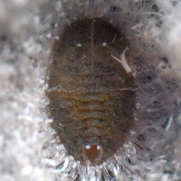 ?Pealius kongosana ?コンゴウサンコナジラミ