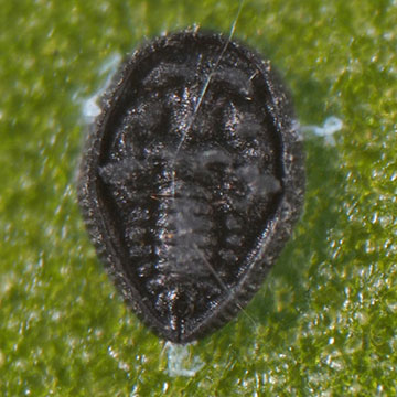 Aleuroclava nachiensis ナチグロコナジラミ