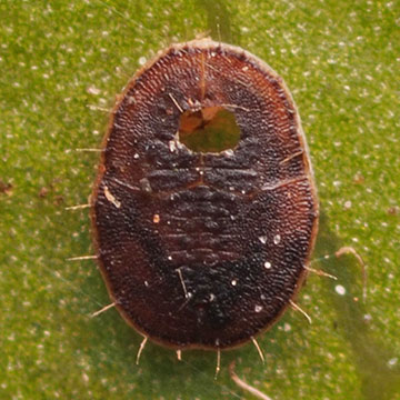Metabemisia distylii シロイスノキコナジラミ